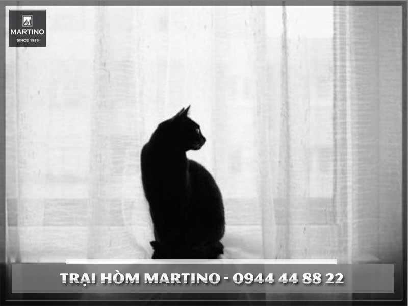 Khoa học lý giải hiện tượng người chết bật dậy do mèo nhảy qua quan tài